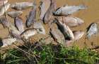 На Хмельниччині рибоохоронний патруль під час рейду виявив загибель близько 1500 рибин