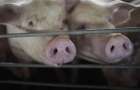 Хмельницький губернатор Ядуха заявив про збільшення поголів’я свиней, насправді якого не існує