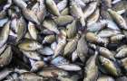 Чому гине риба в Південному Бузі?