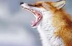 На Хмельниччині за 200 тисяч відстріляють скажених лисиць. Депутат проти