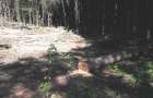 На Хмельниччині тривають лісові рейди: у Лисівці виявлено суцільну рубку дубів