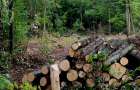 На Красилівщині незаконно повалили лісу на понад 2 млн. грн