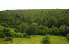 50 гектарів на 50 років: хто контролює ліси Хмельниччини