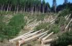 На Хмельниччині держпідприємство НААНУ за рік незаконно нарубало лісу на 7,3 млн. грн