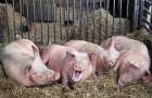 У 2016 році на Хмельниччині через спалахи Африканської чуми закрилося 10 свиноферм