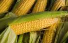 Фірму екс-депутата облради використали “прокладкою” для прокачування мільйонів за кукурудзу