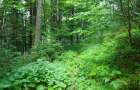 Корнійчук виділив гектар лісу фірмі, в якої в оренді лісова ділянка на 42 роки