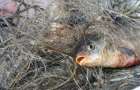 На Хмельниччині у бракон’єрів вилучено 2 тонни риби