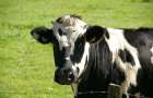 На Хмельниччині суд дав реальний термін двом крадіям корів