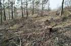 В Білогірському районі виявлено незаконну рубку дерев на суму понад 1 млн. грн