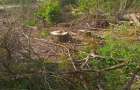 В селі Судилків на Шепетівщині незаконно вирубали 101 дерево, завдавши збитків державі майже на півмільйона гривень