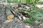 Екологи виявили у Хмельницькому районі незаконно зрізані дерева: сума шкоди склала понад півмільйона гривень