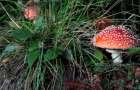 На Хмельниччині вперше за 10 років зафіксували летальний випадок від отруєння грибами