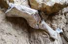 У Кам’янці-Подільському районі знайдено кістку мамонта