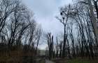 Екологи нарахували збитки у 182 тисячі гривень через варварську обрізку дерев у парку Чекмана в Хмельницькому
