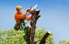 За пошкодження дерев ДП «Проскурівське лісове господарство» нарахували збитків понад 11 тис. грн