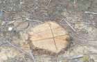 На території Новоушицької селищної ради виявлено незаконну рубку дерев на суму понад мільйон гривень