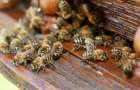 У Симчишина відстежуватимуть факти отруєння бджіл і мають намір створити цілу комісію