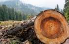 На Хмельниччині незаконно вивели з лісового фонду 380 га землі вартістю 20 млн грн