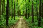 На Хмельниччині потрібно висадити дерев на площі 80 тисяч гектарів, аби досягти необхідного показника заліснення