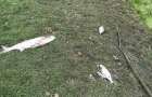 На Хмельниччині у річці Случ масова загибель риби