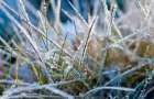 Цього тижня у Хмельницькій області очікуються заморозки на поверхні ґрунту
