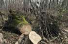Екологи виявили незаконну вирубку дерев на території «Красилівлісу»: сума збитків понад 650 тисяч гривень