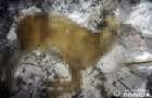 На Хмельниччині затримали браконьєра, котрий застрелив двох козуль в природному заповіднику