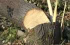 В одному з парків Хмельницького невідомі знищили 231 дерево
