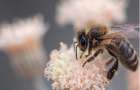 Держпродспоживслужба Хмельниччини просить вилучити з обігу корм для бджіл, у якому виявили шкідливу добавку
