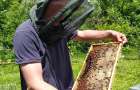 Хмельницькі пасічники впродовж п’яти місяців експортували за кордон біля п’яти тисяч тон меду