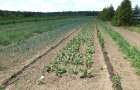 Лісові господарства Хмельниччини виділили 18 га землі для вирощування городини та ягід