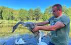 На Хмельниччині лісівники врятували лебедя, який заплутався в рибальську волосінь