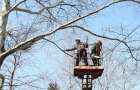 Цьогоріч у Хмельницькому дерева не омолоджуватимуть, наступного року – також – Новачок