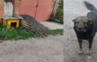 Чоловікові, котрий у Хмельницькому застрелив собаку, може загрожувати тюремне покарання