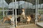 У Теофіполі збудують притулок для бездомних тварин – уже виділили земельну ділянку