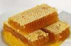 На Хмельниччині цьогоріч розраховують на рекордний «врожай» меду