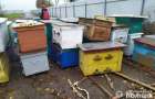 На Хмельниччині сім’я бджолярів викрадала вулики з бджолиними сім’ями та медом