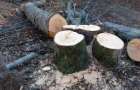 На Хмельниччині чоловік, який незаконно вирубав 13 дерев, отримав 3 роки обмеження волі