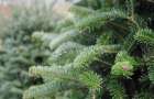 Лісівники Хмельниччини планують продати понад 11 тисяч новорічних дерев – за якою ціною