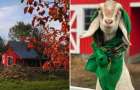 На Хмельниччині створюють туристичну локацію з козами та лавандою
