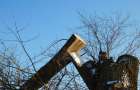 На околицях Хмельницького варварськи обрізали дерева, влада каже, що не знає, хто це зробив