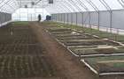 В одній з громад на Хмельниччині безоплатно роздадуть 35 тисяч стеблин розсади овочів