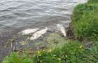 Замор риби у водосховищі Хмельницького – збитки склали понад півмільйона гривень