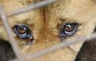 На Хмельниччині засуджено 52-річну жінку за жорстоке поводження з твариною