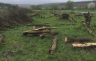 На Хмельниччині приватне підприємство вирубало в охоронній зоні понад дві тисячі дерев, збитки – понад 70 млн гривень