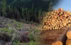 У громаді на Хмельниччині незаконно вирубували ліси – відшкодувати заставили лісничих