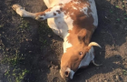Кримінальне провадження у справі про катування корови на Хмельниччині закрили, зоозахисники готують скаргу