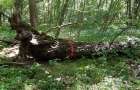 У лісах Хмельниччини через інфекційну хворобу гинуть ясени – лісівники проводять санітарні рубки