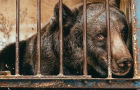 У Хмельницькому зоозахисники вимагають перевести бурого ведмедя з парку Чекмана у реабілітаційний центр для хижаків